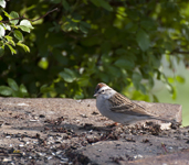 Chipping Sparrow 7777